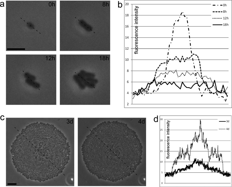 Fig 6