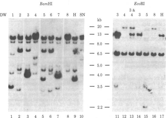 graphic file with name pnas00638-0226-a.jpg