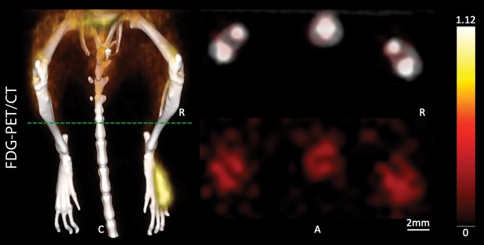 Figure 4c: