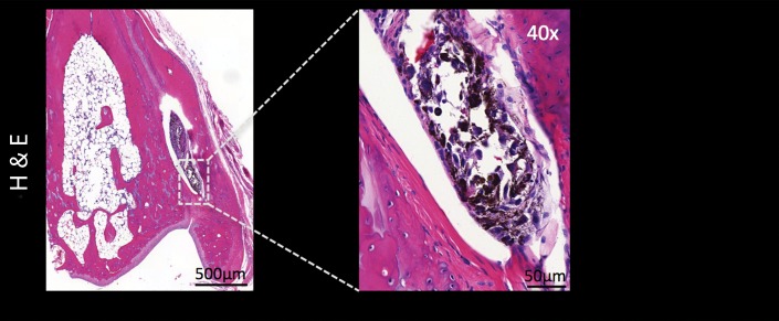 Figure 4e: