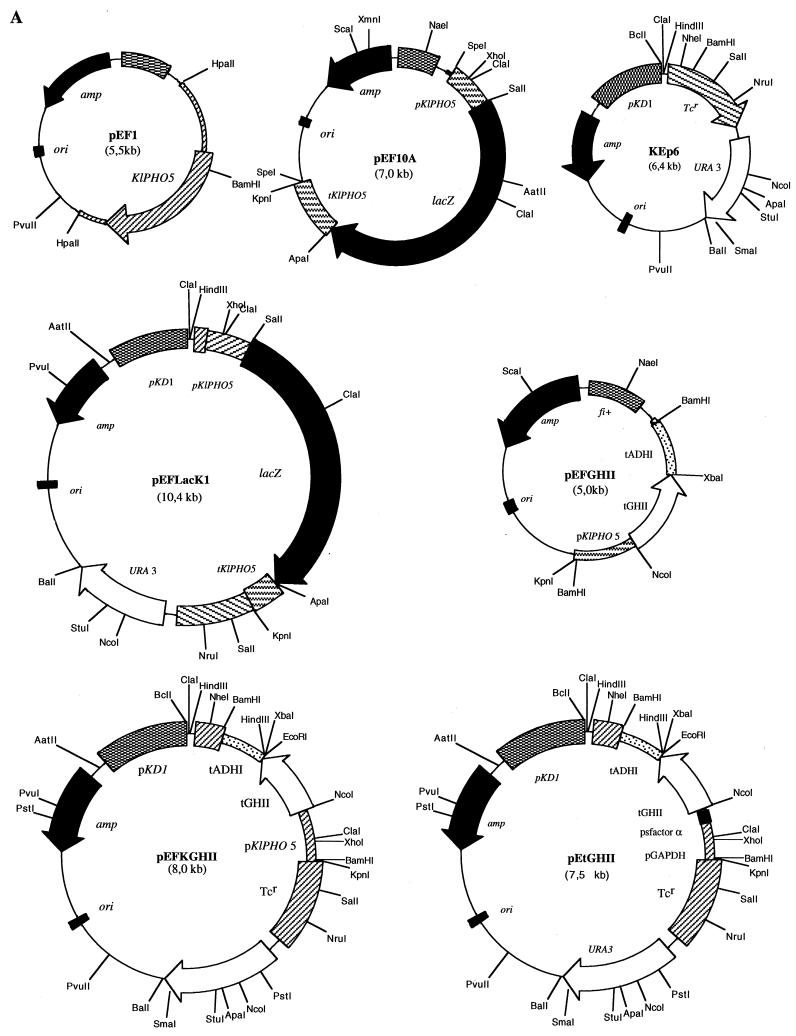 FIG. 1