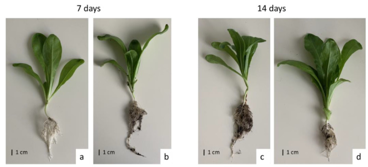 Figure 12