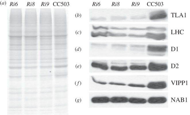 Figure 6.