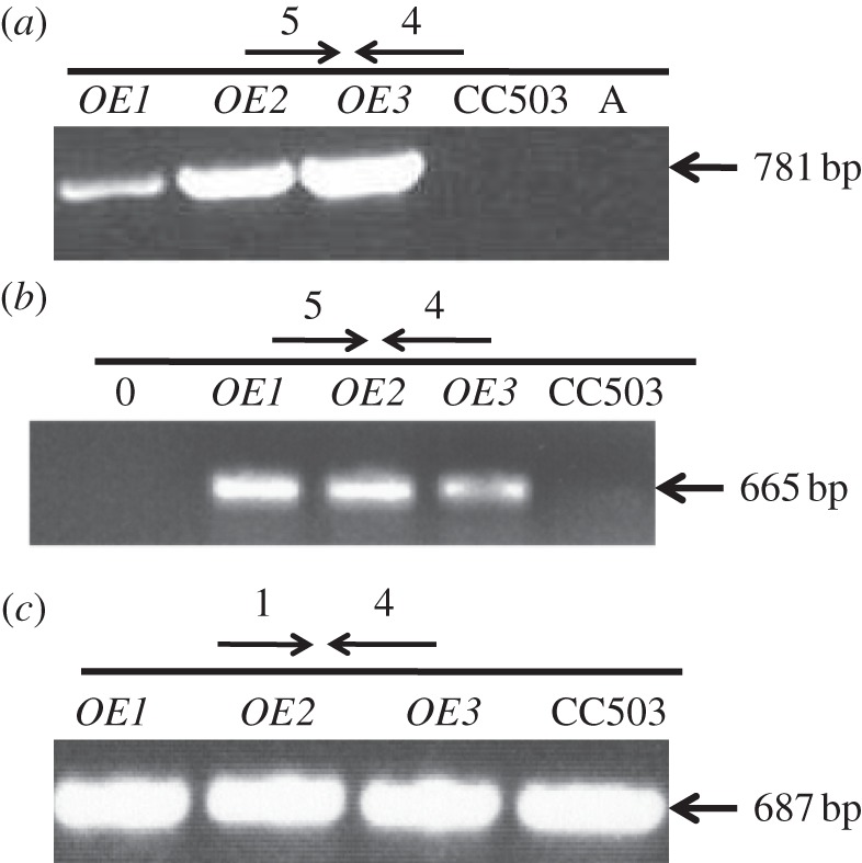 Figure 3.