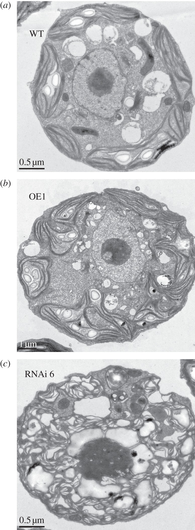 Figure 9.