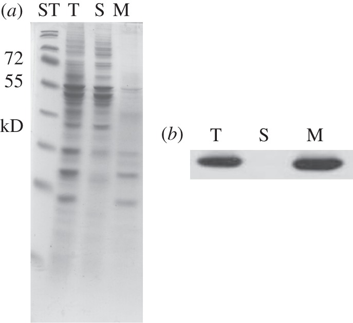 Figure 7.