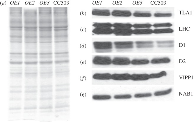 Figure 5.