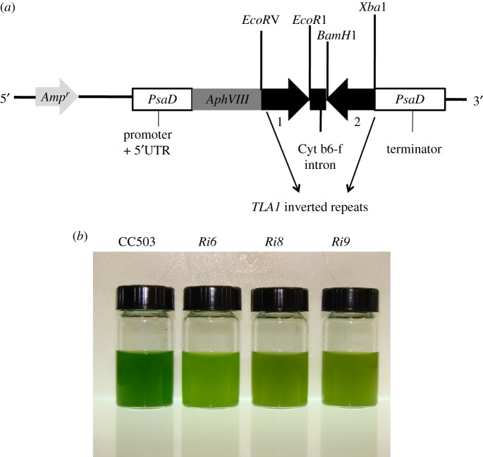 Figure 2.