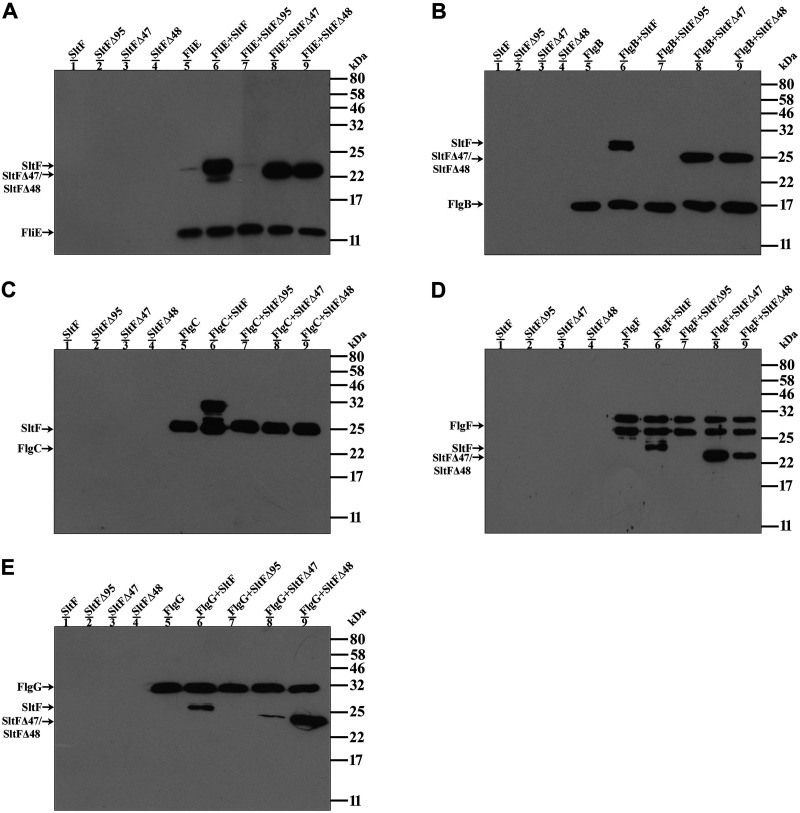 FIG 3