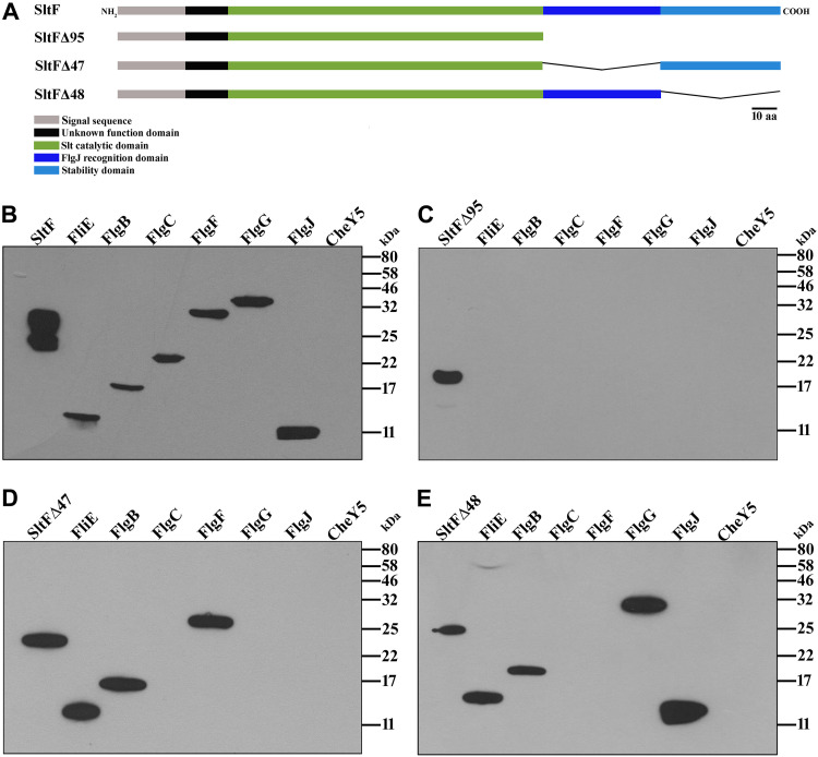 FIG 2