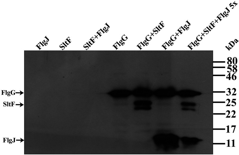 FIG 5