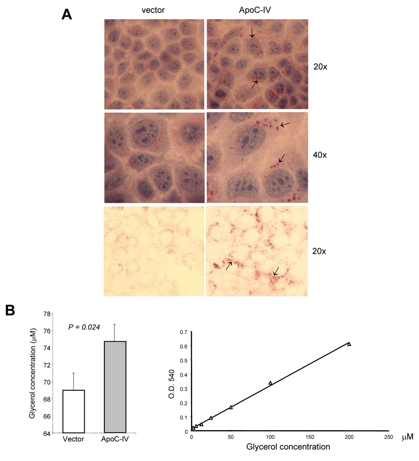 FIG. 7