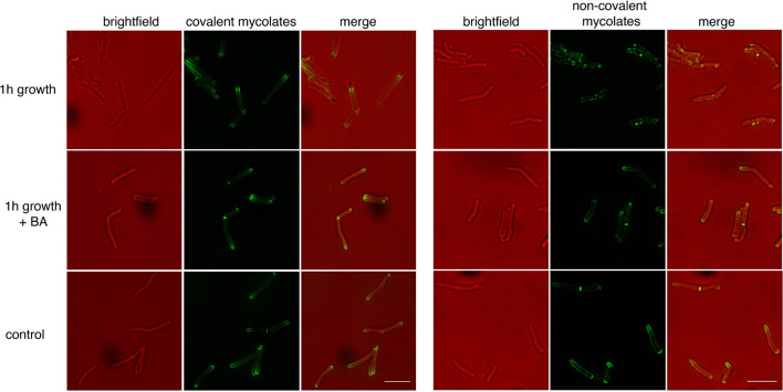 Figure 3—figure supplement 4.