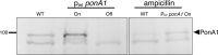 Figure 1—figure supplement 6.