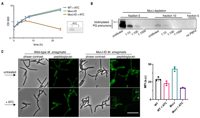 Figure 2—figure supplement 3.