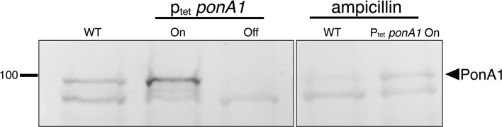 Figure 1—figure supplement 6.