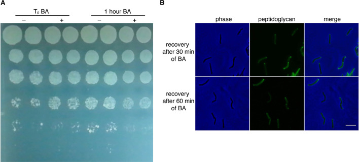 Figure 3—figure supplement 6.