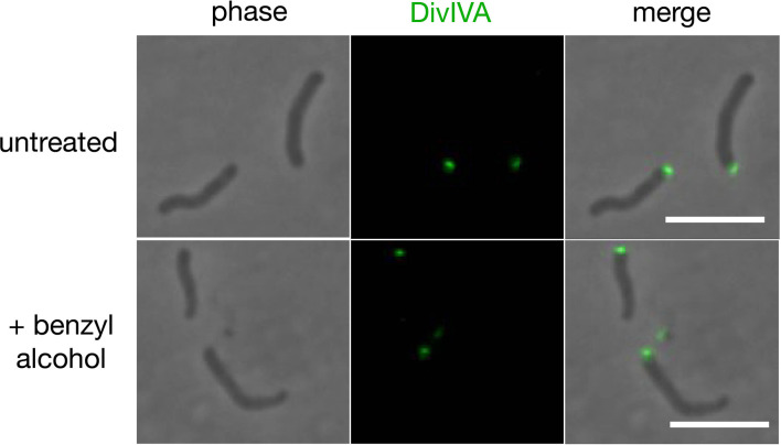 Figure 3—figure supplement 8.