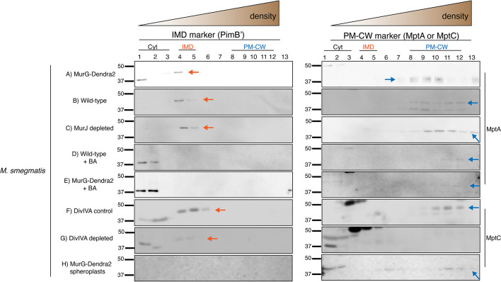 Figure 1—figure supplement 3.