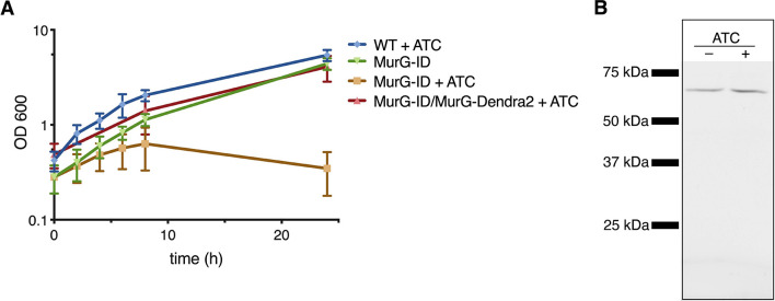 Figure 1—figure supplement 1.