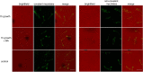 Figure 3—figure supplement 4.