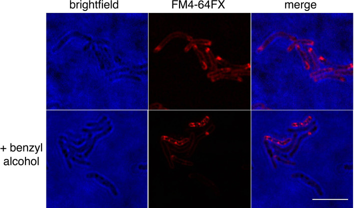 Figure 3—figure supplement 2.