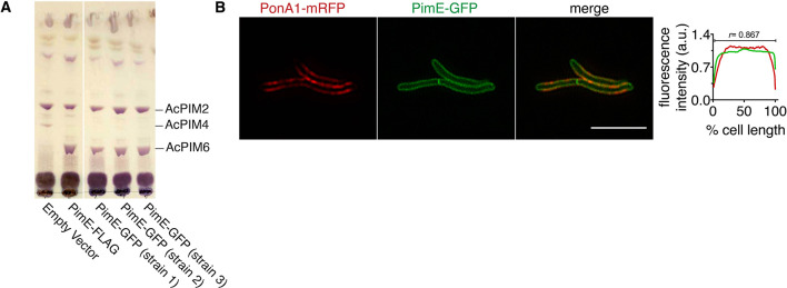 Figure 2—figure supplement 2.