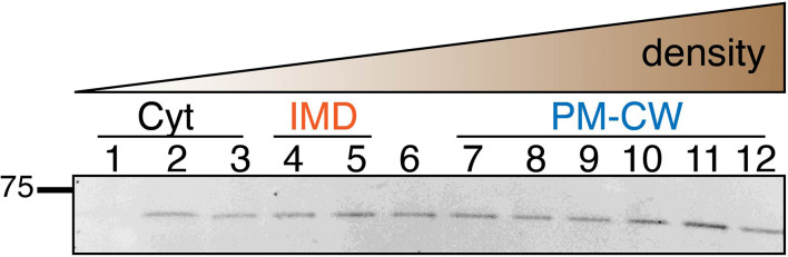 Figure 4—figure supplement 1.