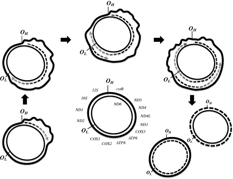 Fig. 1.—