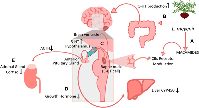 FIGURE 4