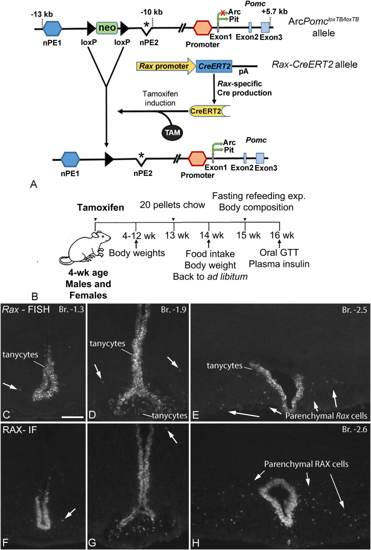 Figure 1