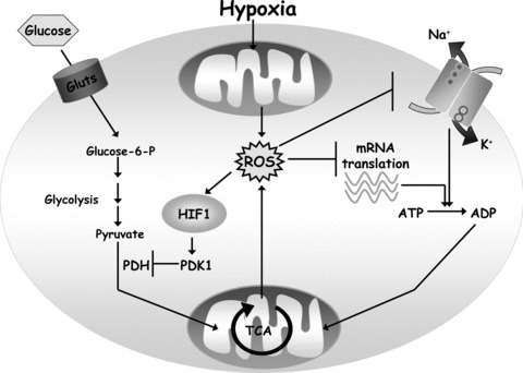 Fig 4