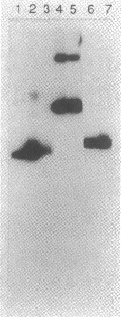 graphic file with name jbacter00172-0076-a.jpg