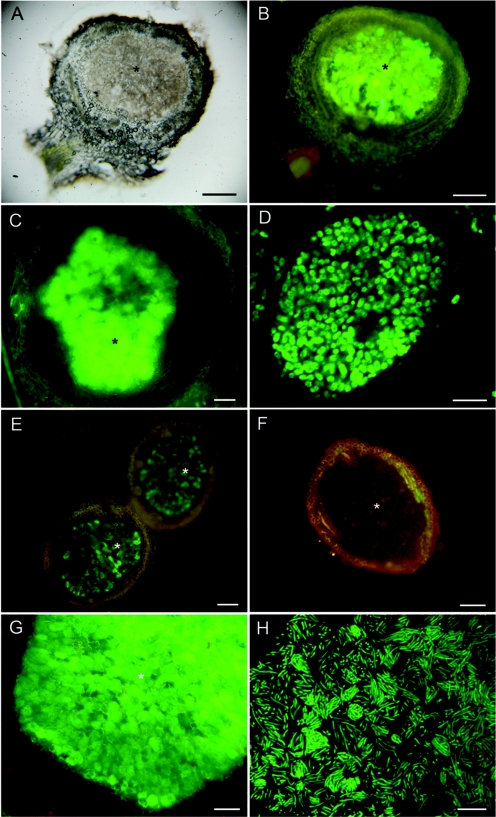 FIG. 6.