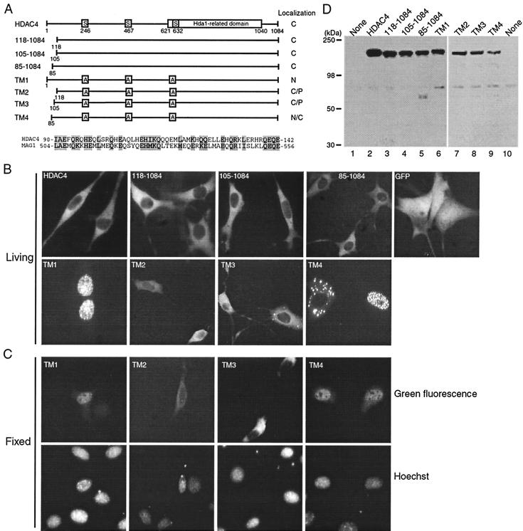 FIG. 1