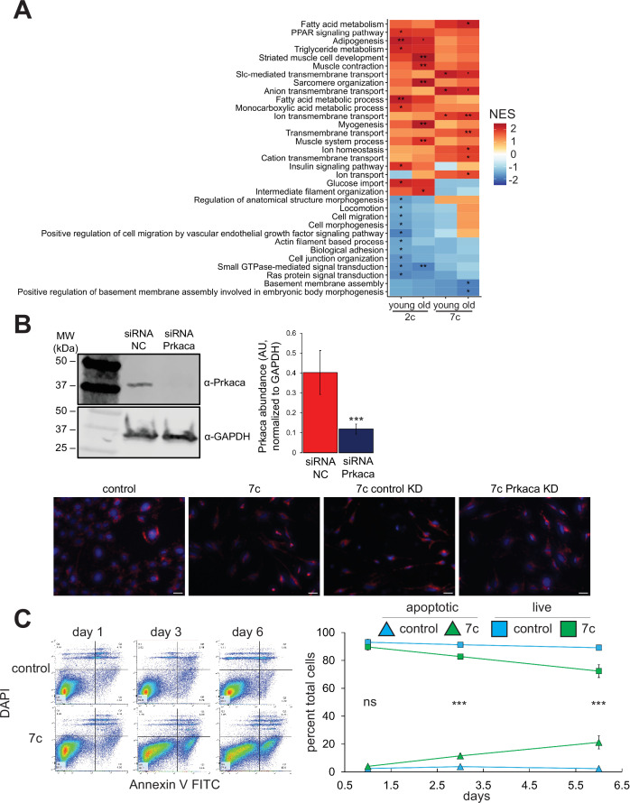 Figure 5—figure supplement 1.