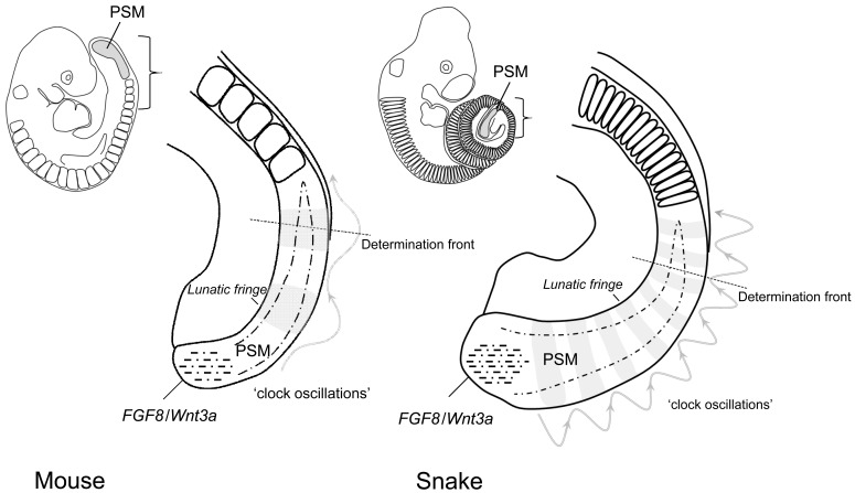 Fig. (2). Increased frequency of the somitogenesis clock oscillator results in an increased somite number in snakes.