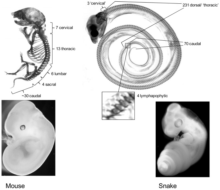 Fig. (1). Comparison of mouse and snake body plans.