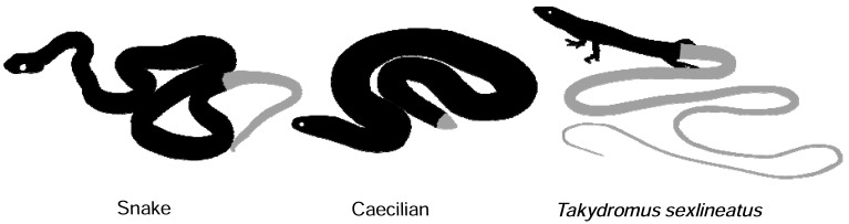 Fig. (5). Disproportional elongation of trunk and tail regions occurs in different taxa.