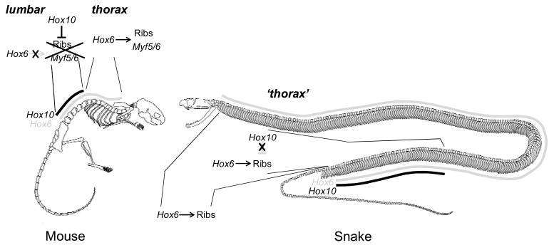 Fig. (4). Loss of Hox10 rib-suppressing activity in the trunk of the snake.