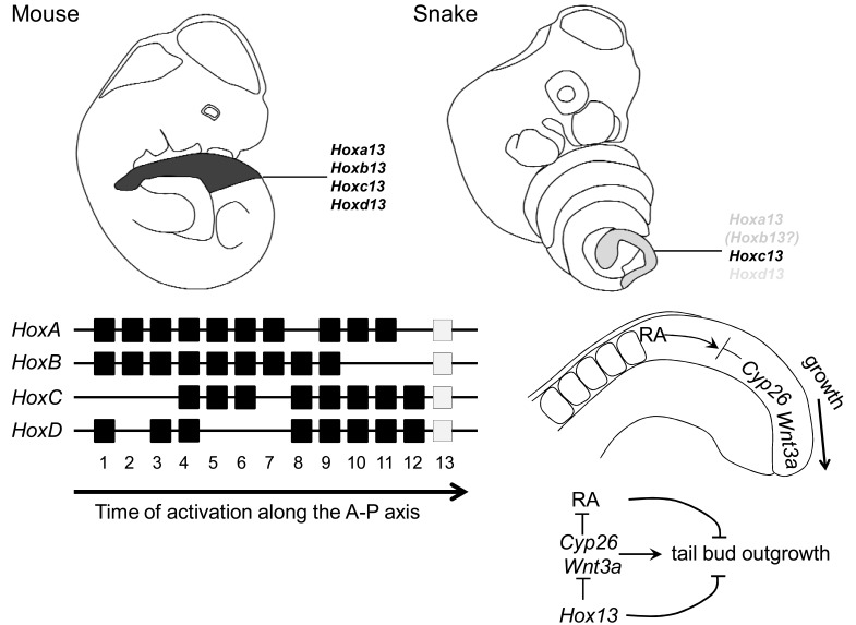 Fig. (3). Hox13 genes terminate axial extension and are expressed at a lower dose in the snake’s tail bud.