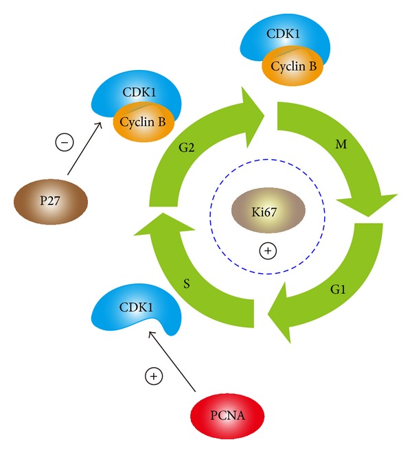 Figure 17