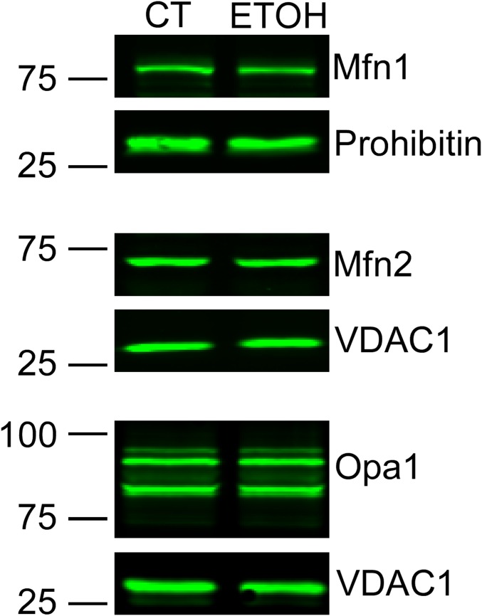 Fig. S6.