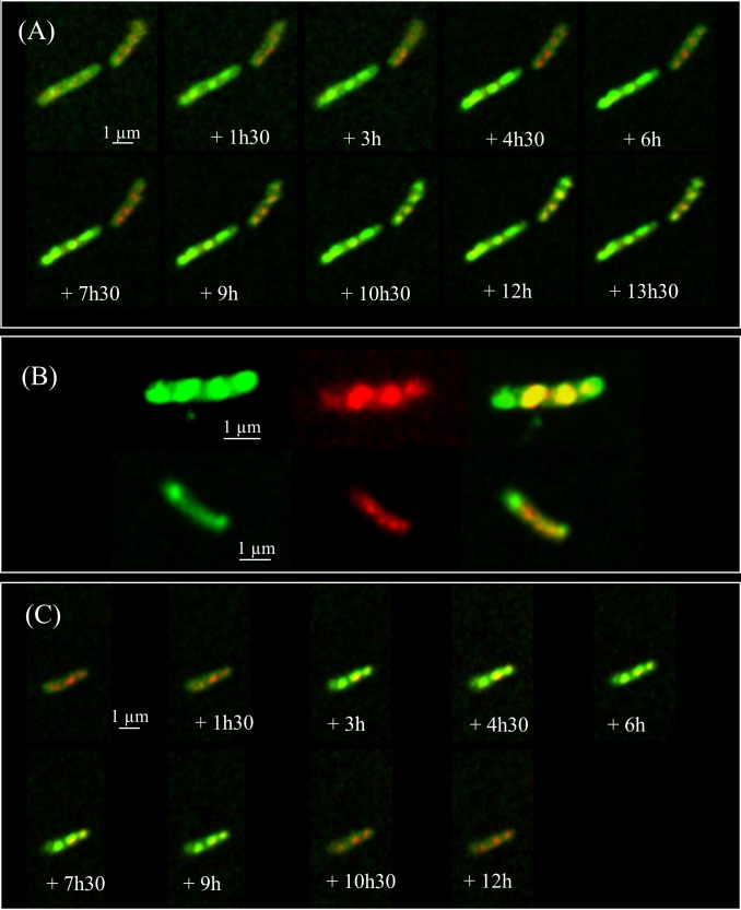 FIGURE 3