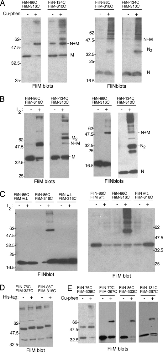 FIGURE 4.