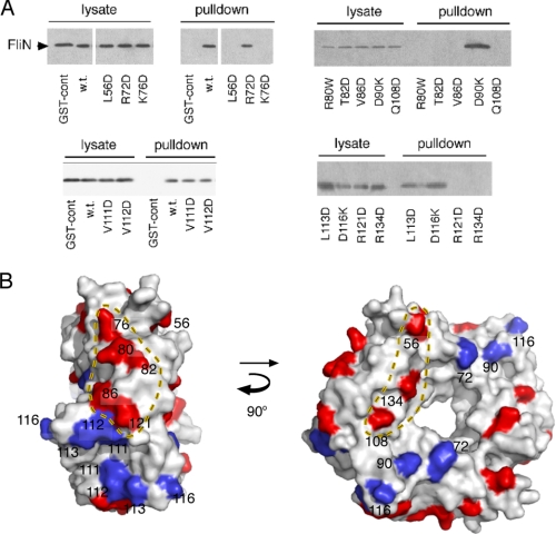 FIGURE 3.