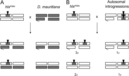 Figure 4.—