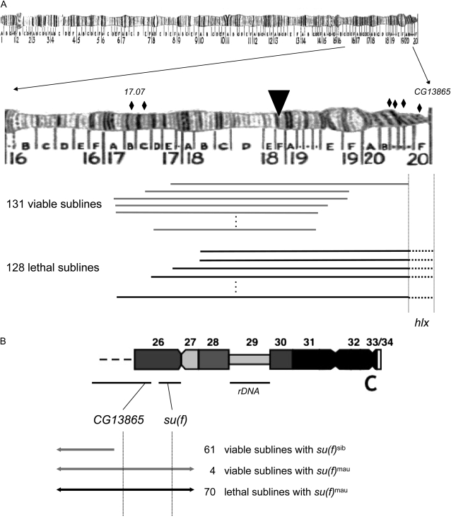 Figure 3.—