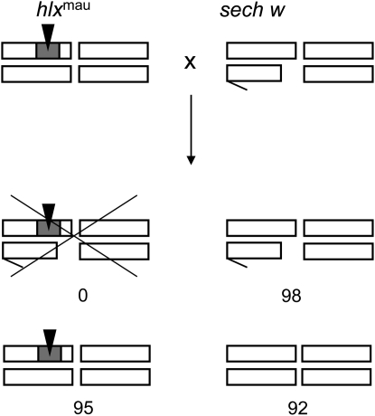 Figure 2.—