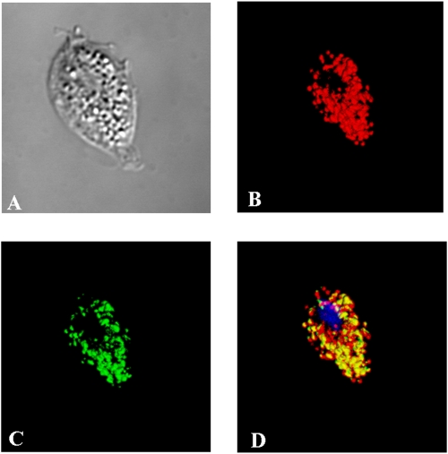 FIG. 4.